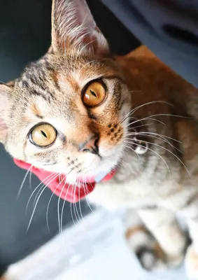 赤い首輪の茶トラ猫の愛らしい姿