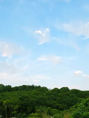 綺麗な青空と森