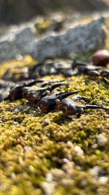 苔の上に並ぶカニのはさみ
