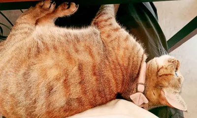 リラックスする猫の幸せな瞬間