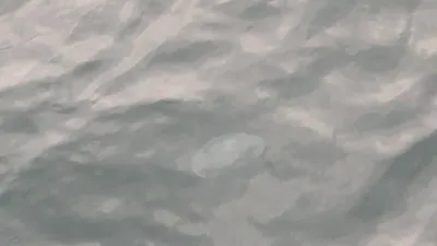 くらげ②(横)