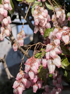 この花毒だよ