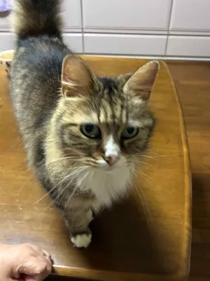エサ待ちの猫