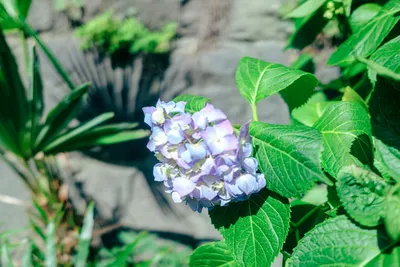 初夏の紫陽花と緑豊かな背景