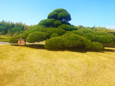手入れされた木
