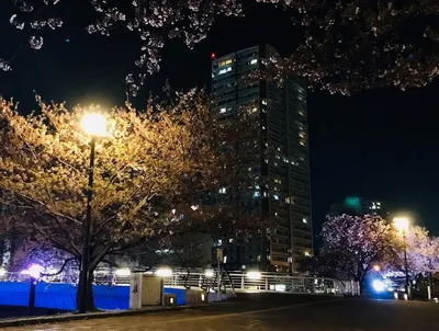 リバーウォーク夜桜1