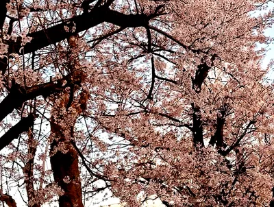 昭和町の桜2