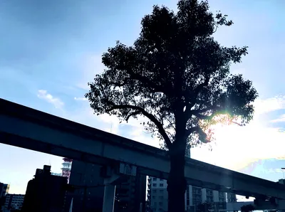 逆光