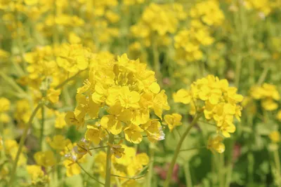 菜の花