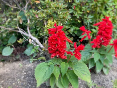 サルビア_赤_花壇_春
