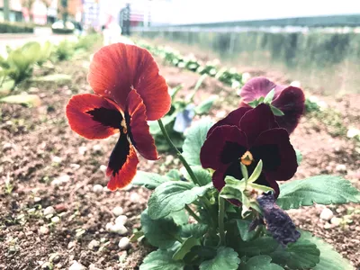 NTT前花壇