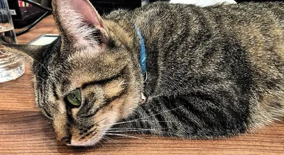 デスクでくつろぐ猫