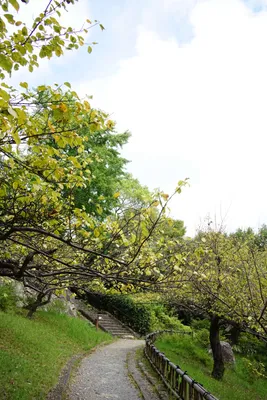 緑の中の静かな山道