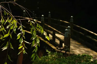 木漏れ日が差す古い木橋