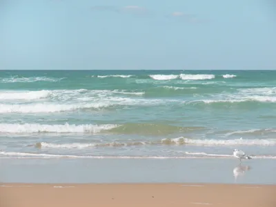 波打ち際に立つカモメと青い海