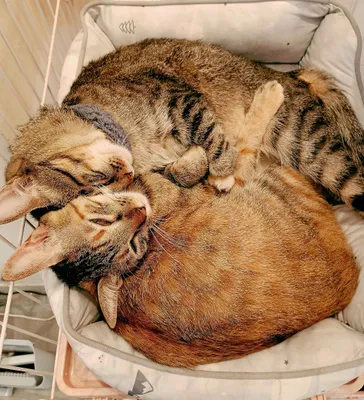 仲良し猫たちのリラックスタイム
