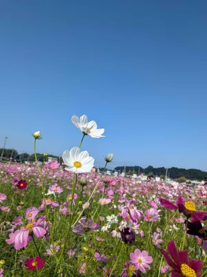 風に揺れて