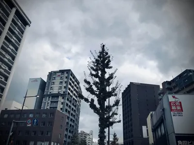 街路樹