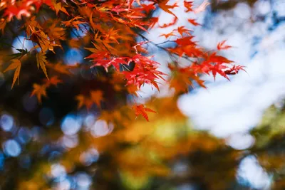光と紅葉の美しい調和