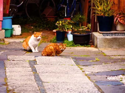 石畳に座る二匹の茶トラ猫