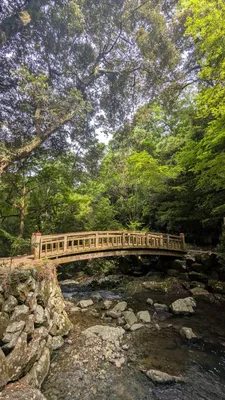 森と橋