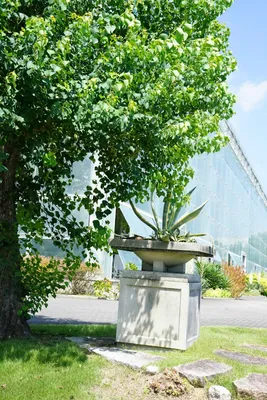 緑の木陰と現代建築のコントラスト