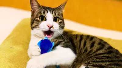 おもちゃで遊ぶ猫