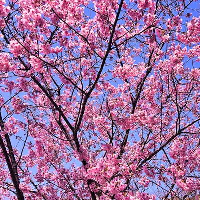満開の桜と青空のコントラスト