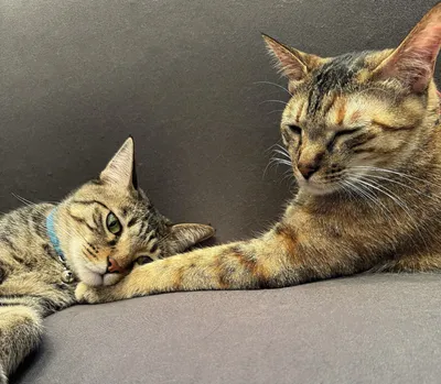 仲良し猫たちのリラックスタイム