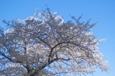 青に挿す白い桜
