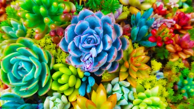 色とりどりの多肉植物の寄せ植え