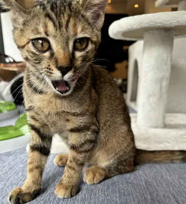 好奇心旺盛な子猫の魅力的な瞬間