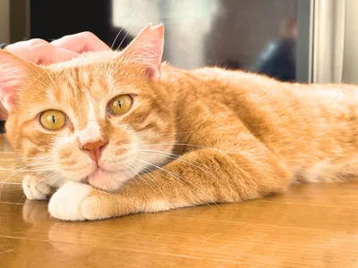 安心してる猫たん