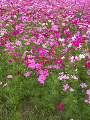綺麗な紫のコスモス畑
