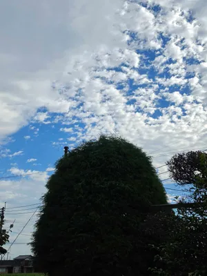 綺麗な青空と木