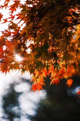 秋の紅葉と光の饗宴