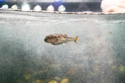 水槽を泳ぐ小さなフグ