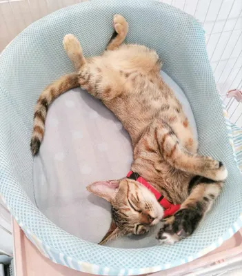 幸せな昼寝中の子猫