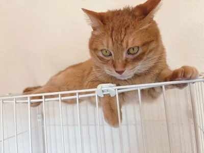 保護猫-くつろぐ