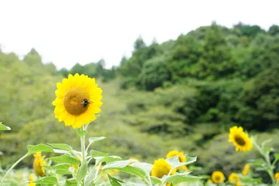 陽光に輝くひまわりと緑の丘