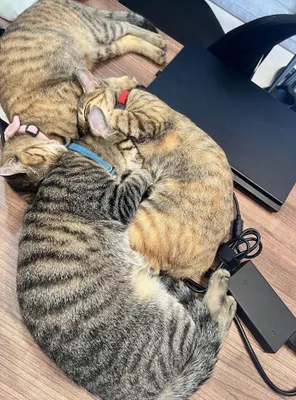 オフィスでの猫たちの昼寝風景