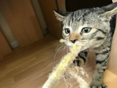 保護猫.猫カフェ.動物愛護センター