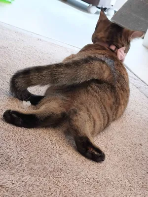 ラグ上でリラックスする猫の後姿