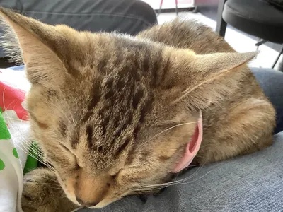 膝の上で眠るリラックスした猫