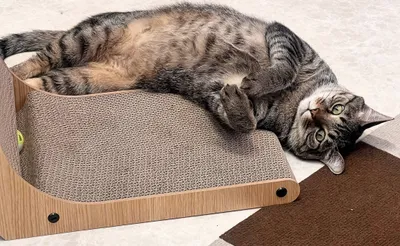 リラックスする猫のくつろぎタイム