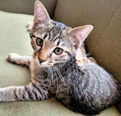 ソファでくつろぐ茶トラ猫