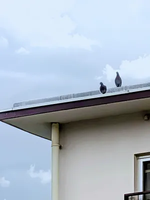 野鳩のつがい