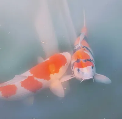 鯉