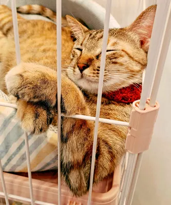 リラックスするケージの中の猫
