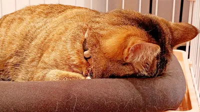 顔をうずめて眠る猫の安らぎ